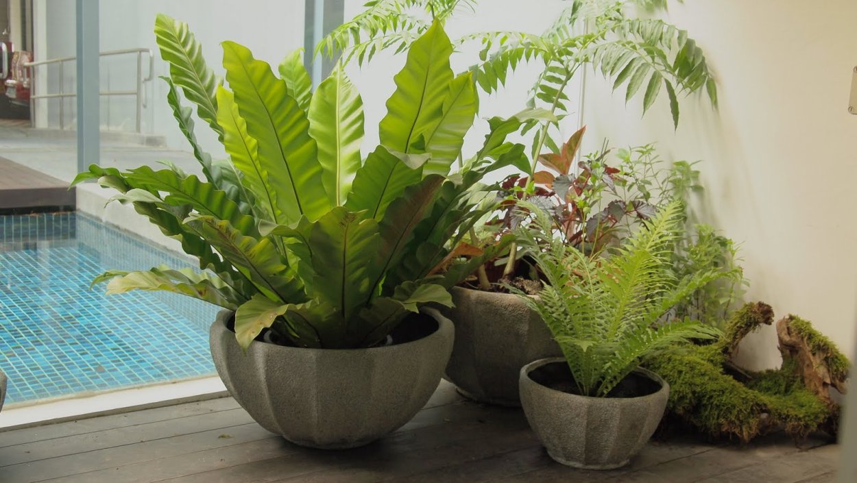 Асплениум ураган