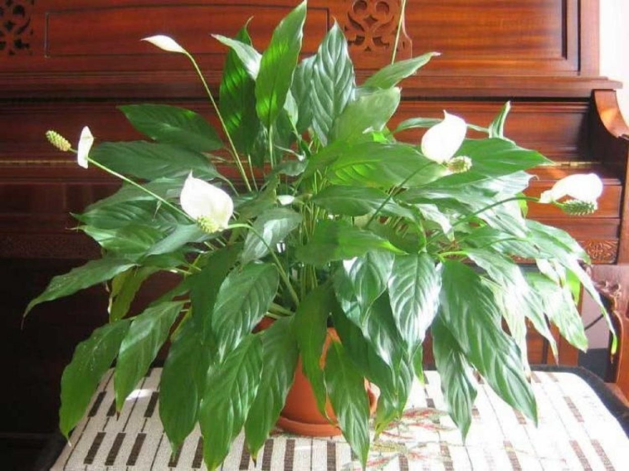 Спатифиллум Уоллиса (Spathiphyllum wallisii)