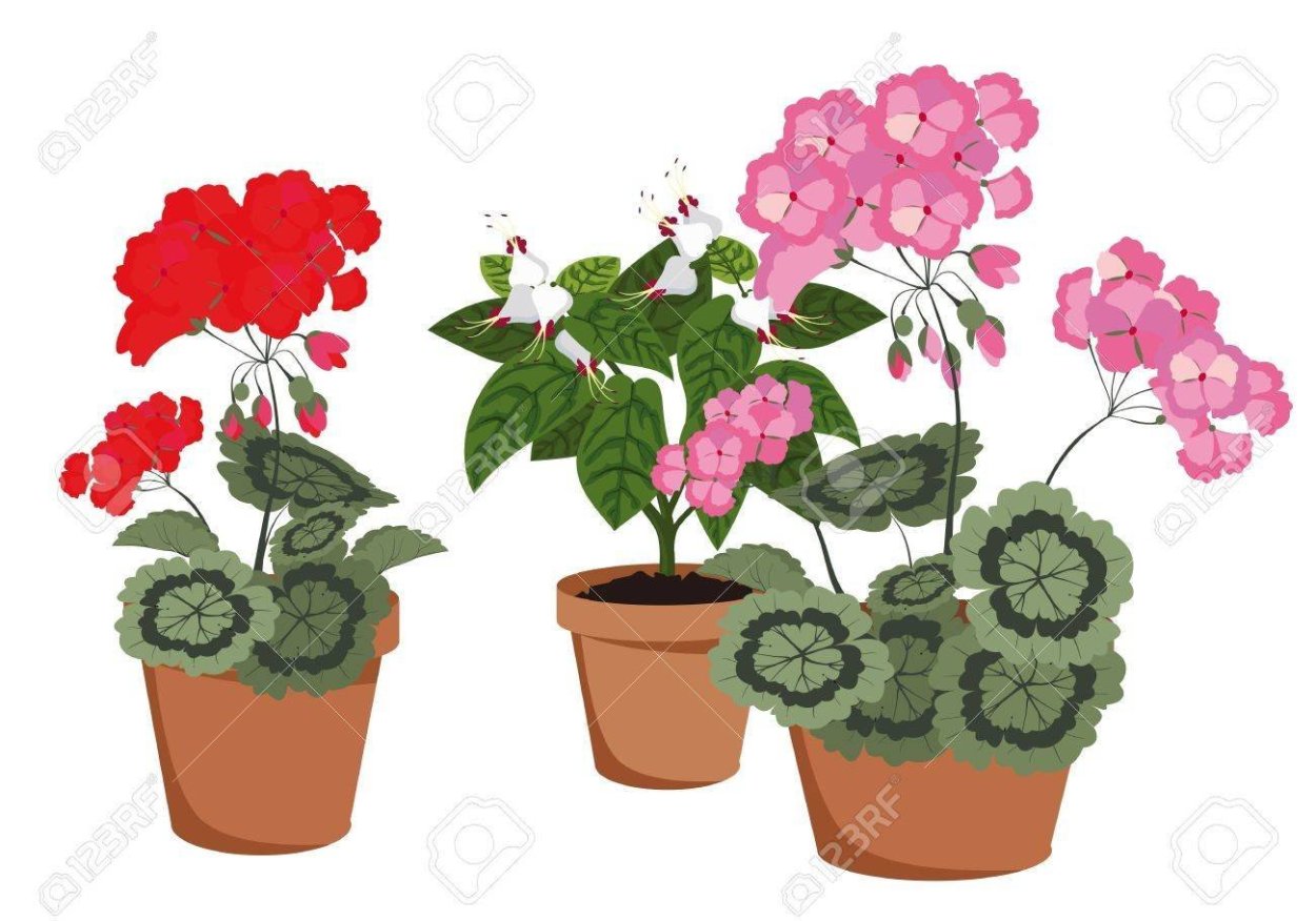 Герань в горшке на прозрачном фоне