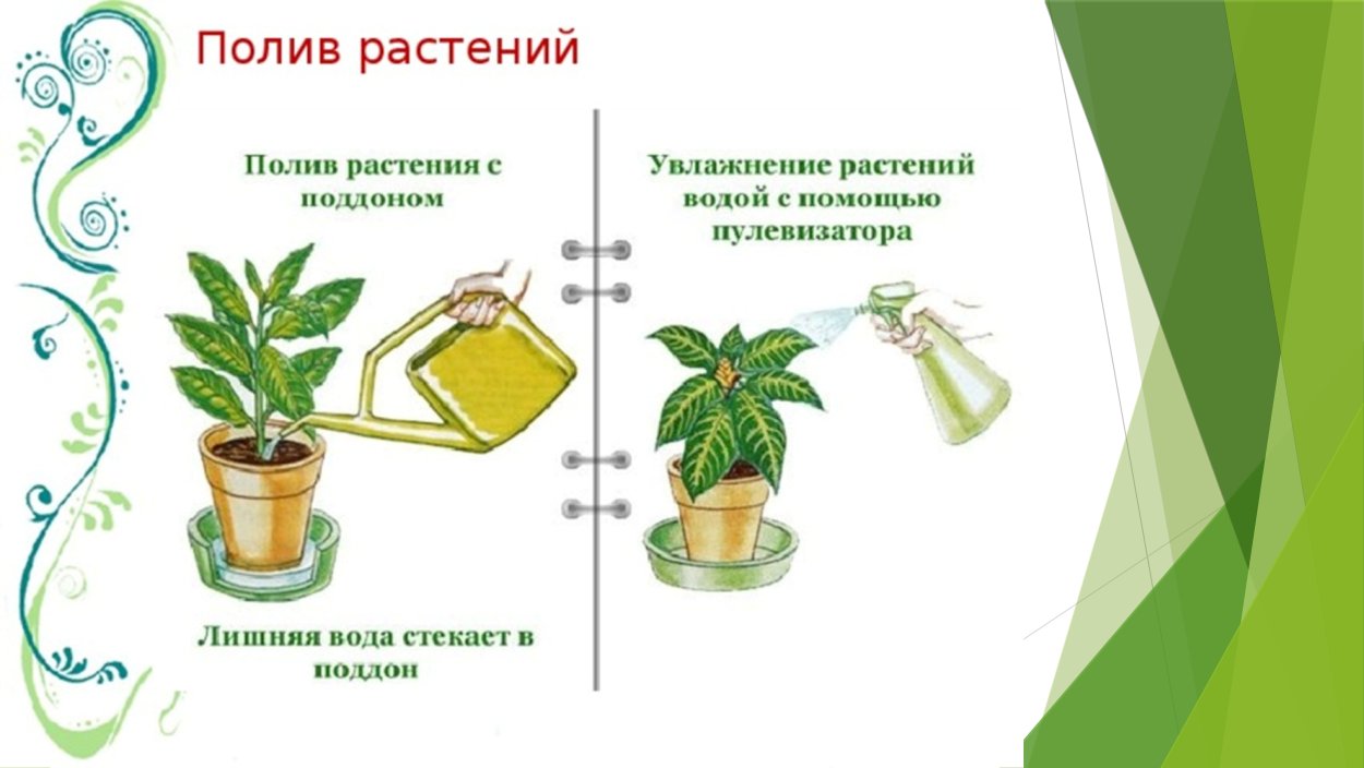 Полив комнатных растений схема
