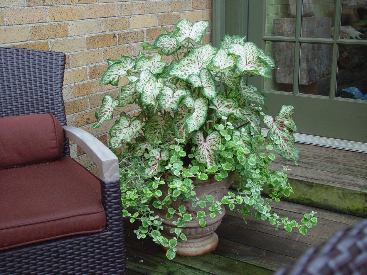 Комнатные цветы для тенистого уголка