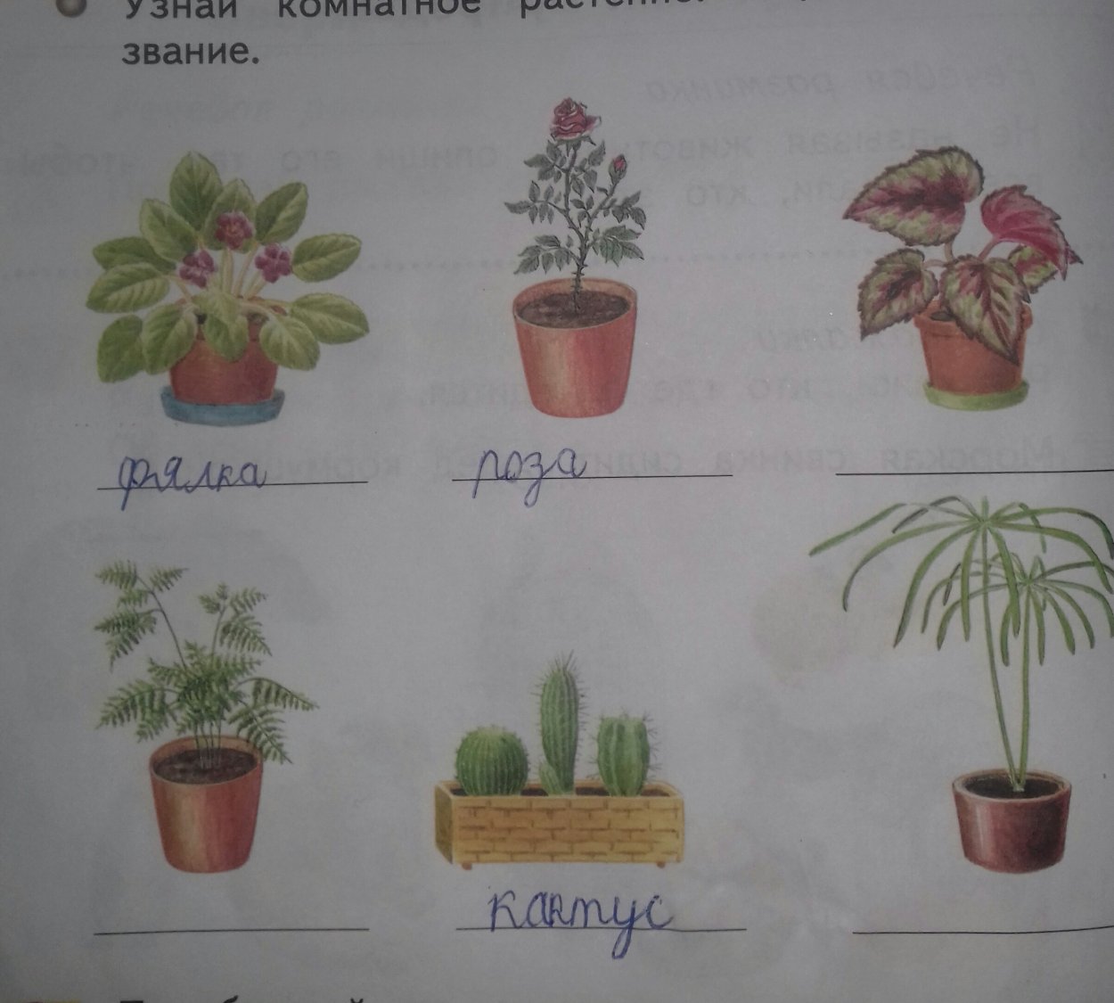 Комнатные растения 1 класс окружающий