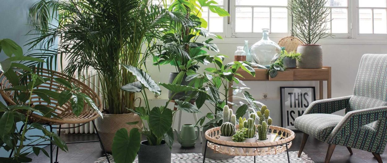 Нецветущие комнатные растения в интерьере