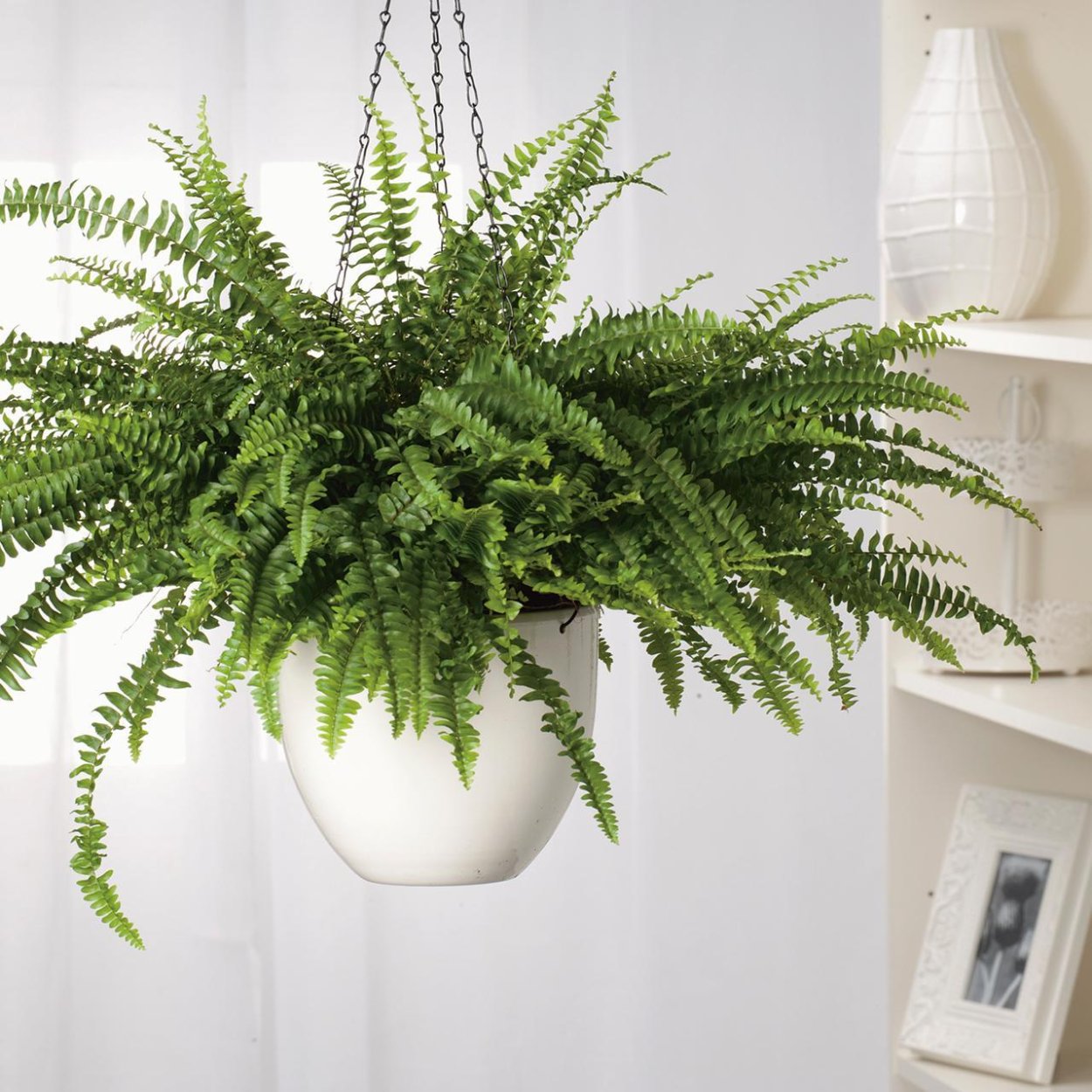 Нефролепис Грин леди