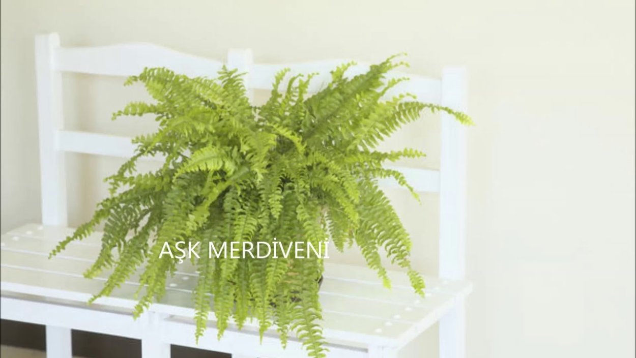 Нефролепис Бостон блонд