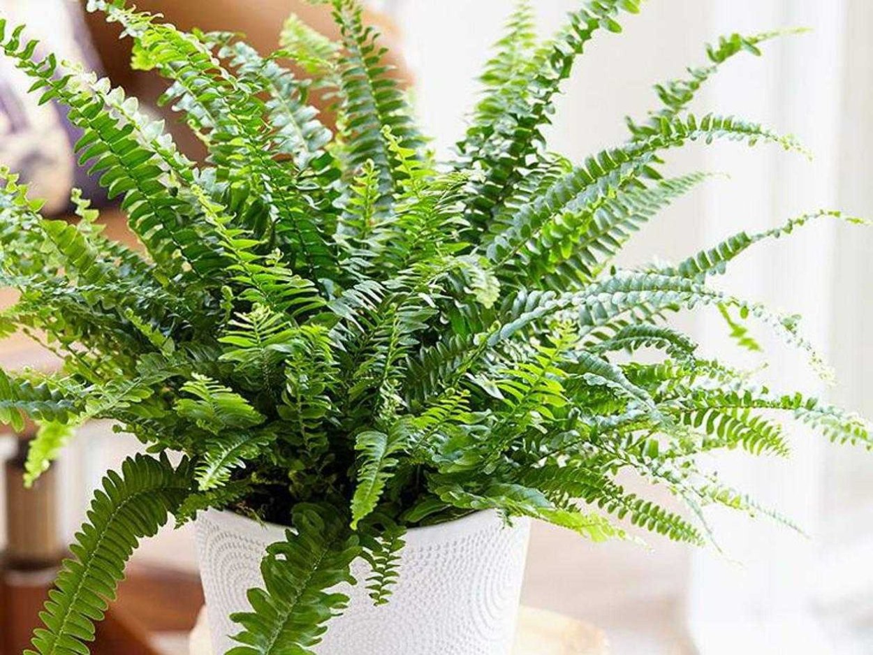 Нефролепис Бостон Блю Белл