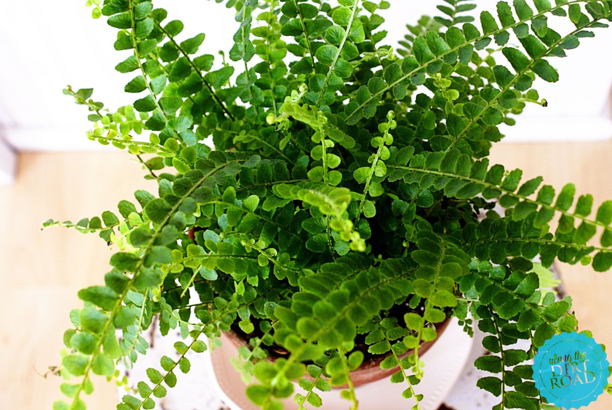 Папоротник Пеллея