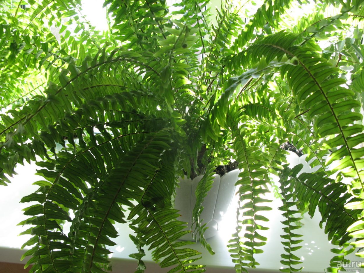 Нефролепис домашний папоротник