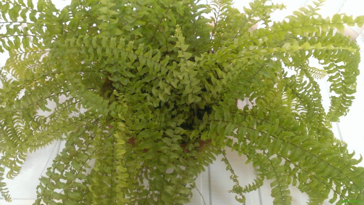 Папоротник нефролепис корневище