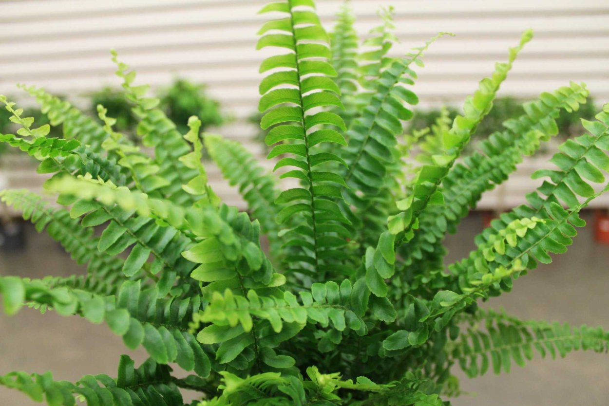 Папоротник нефролепис