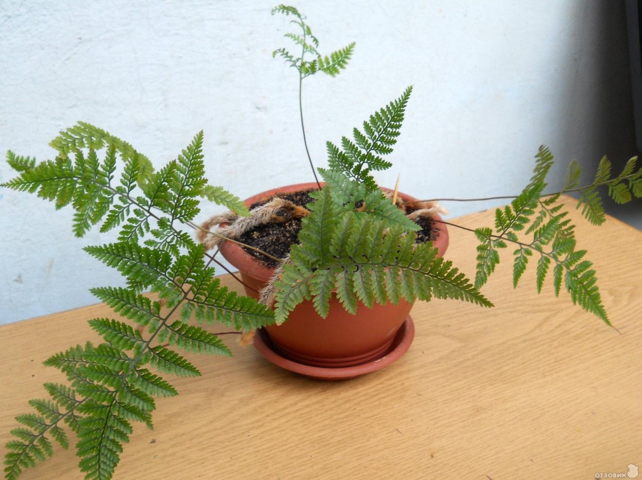 Папоротник комнатный Дриоптерис
