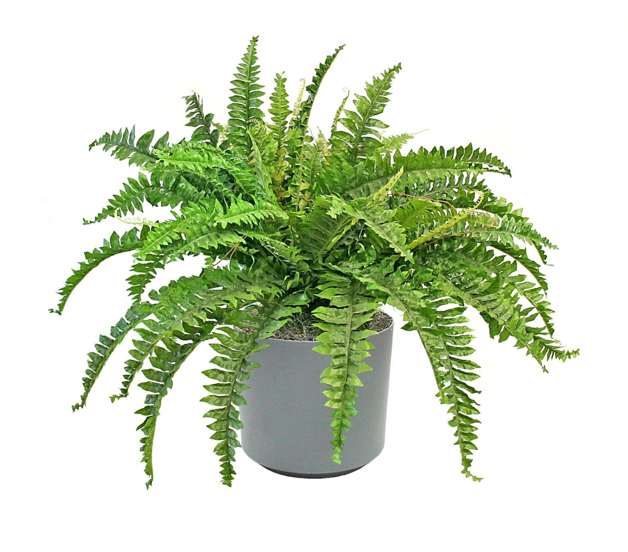 Папоротник нефролепис Глориоза