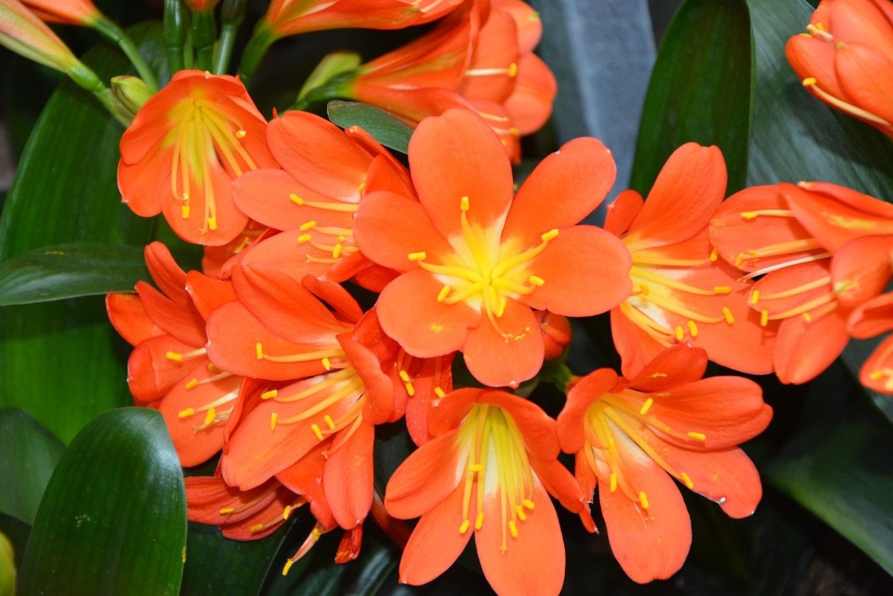 Домашнее растение с оранжевыми цветами