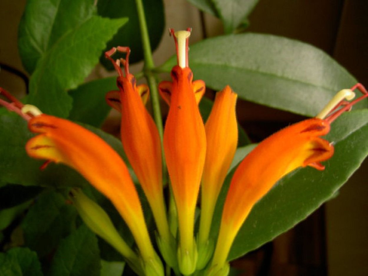 Эсхинантус прямостоячий