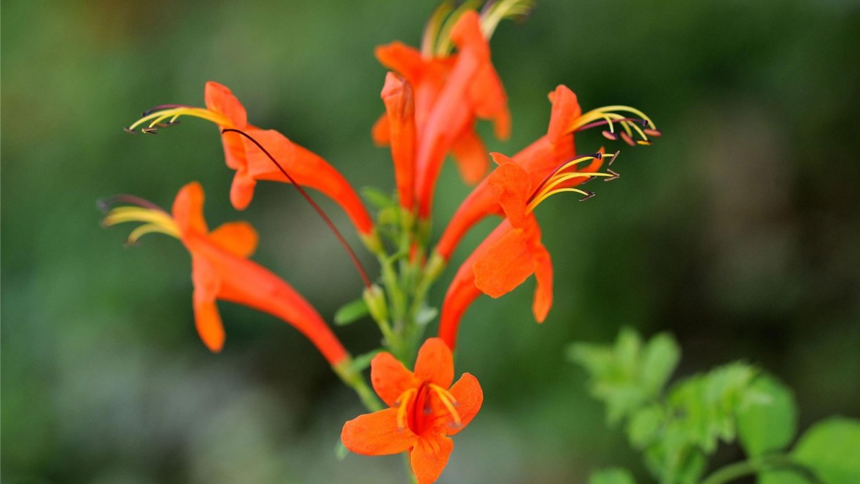 Эсхинантус великолепный