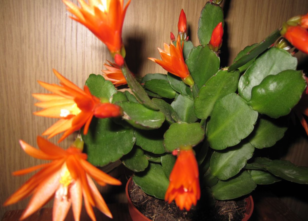 Декабрист шлюмбергера Гертнера