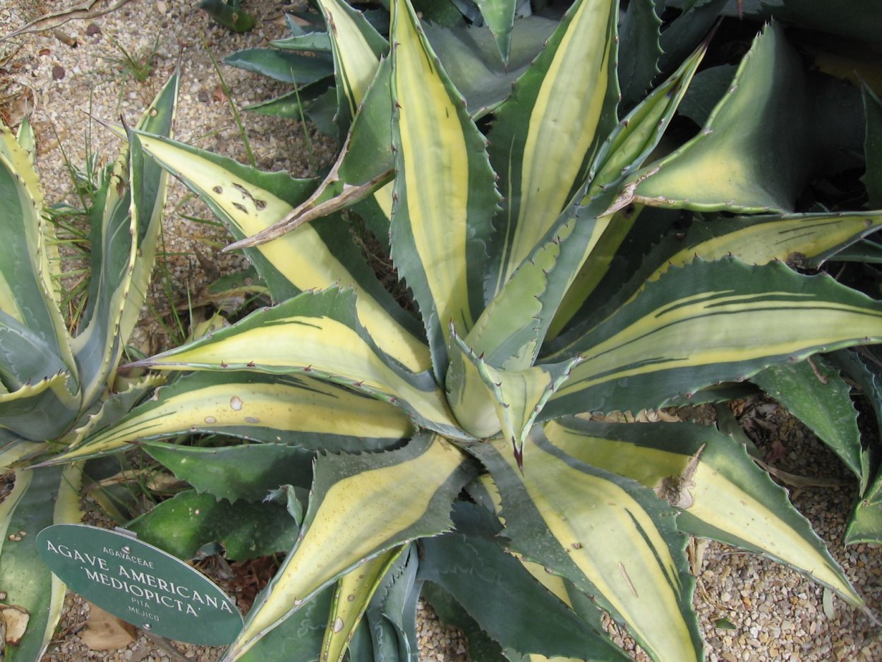 Agave Americana Mediopicta