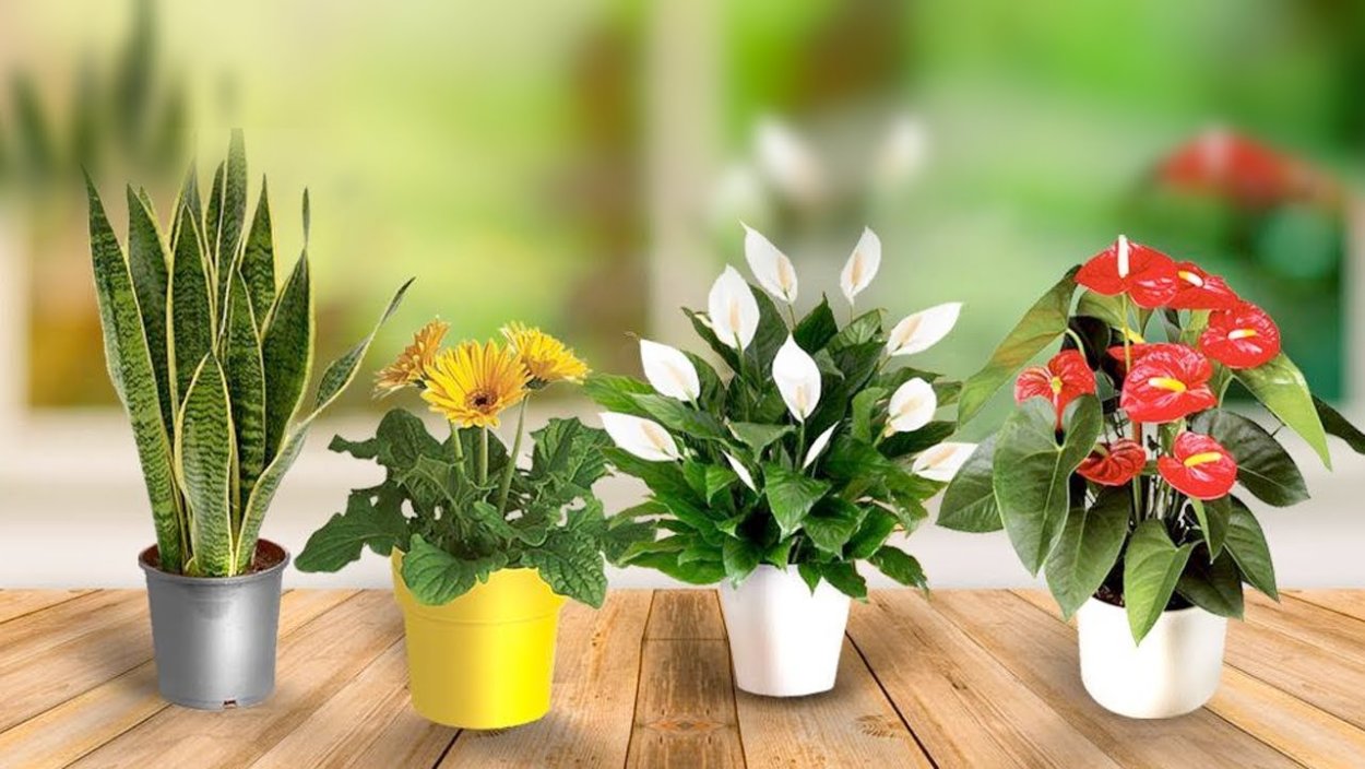 Домашние цветы