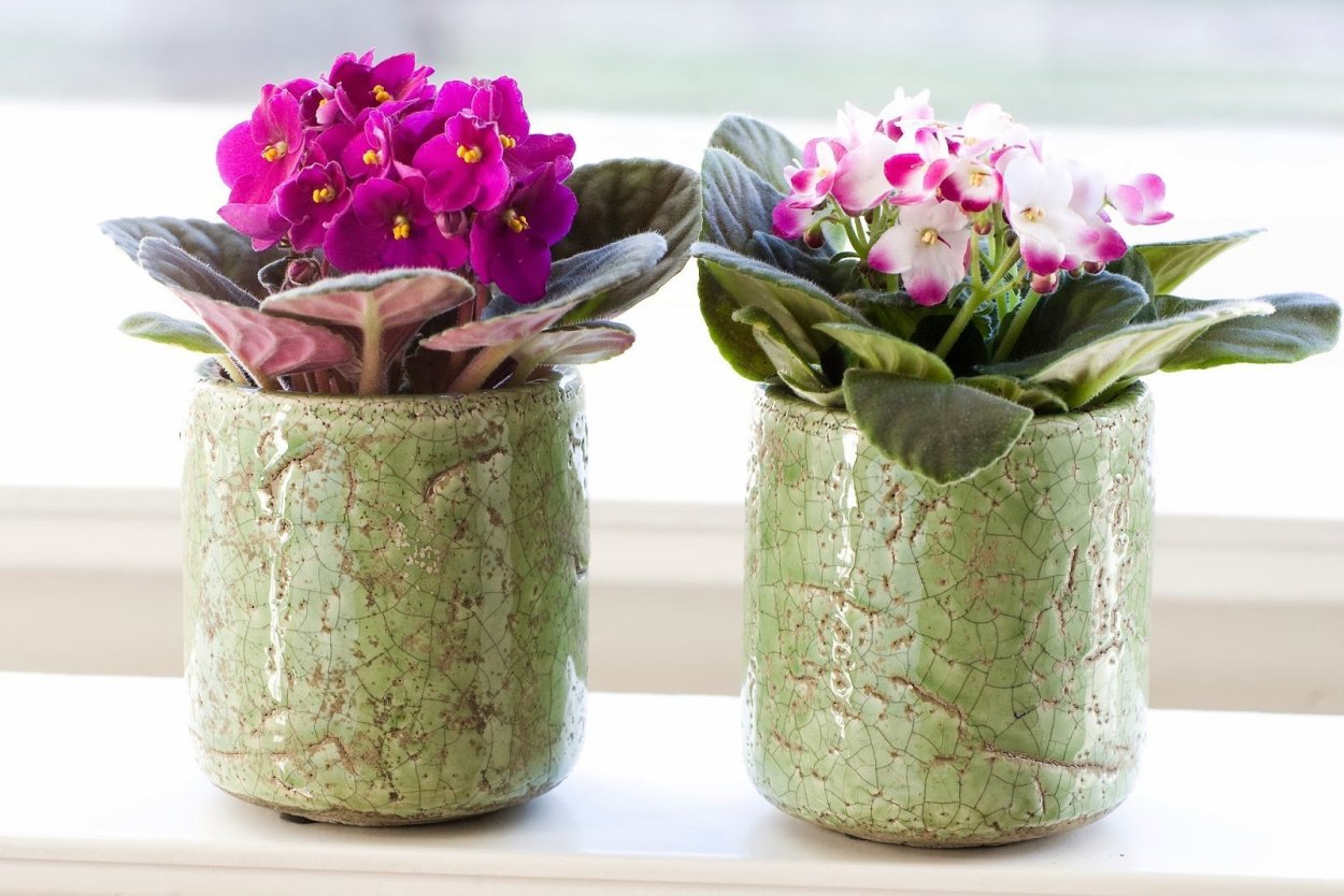 Фиалки горшок Фелиция