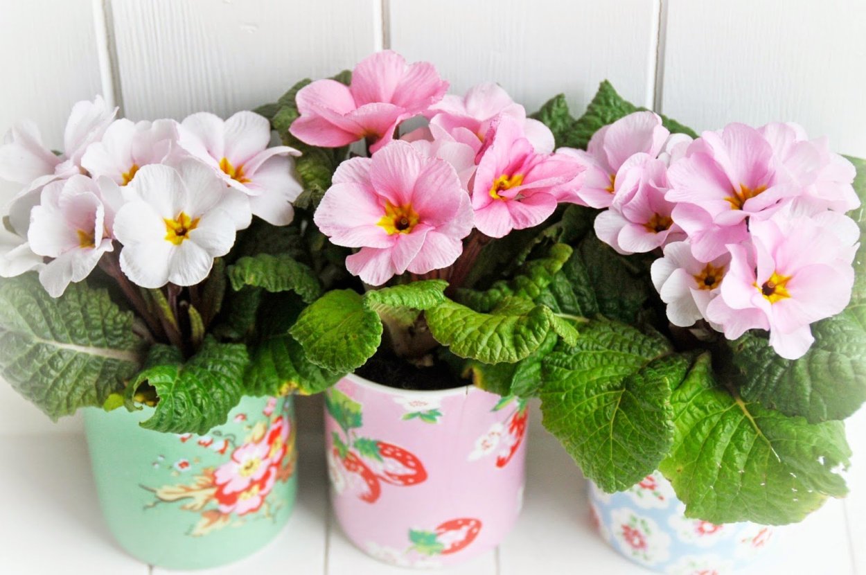 Цветок фиалка в горшке