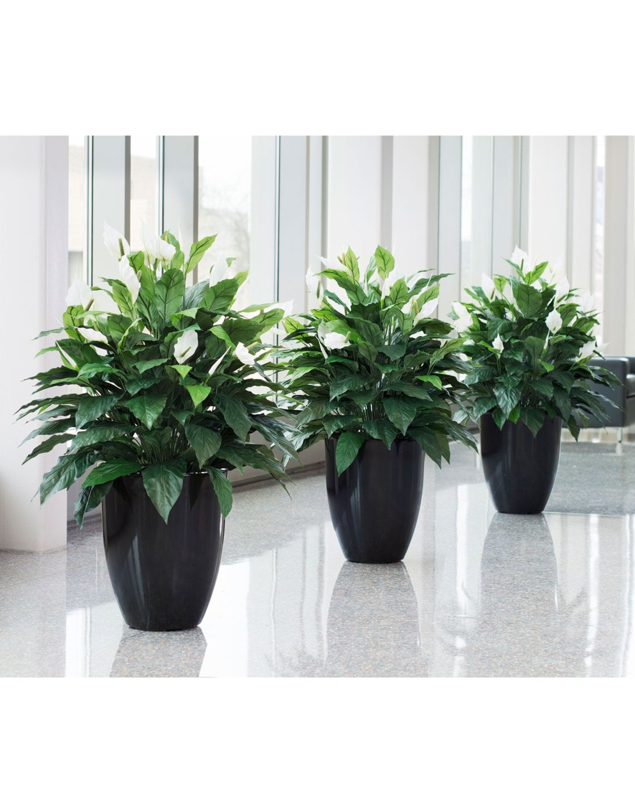 Спатифиллум в горшке