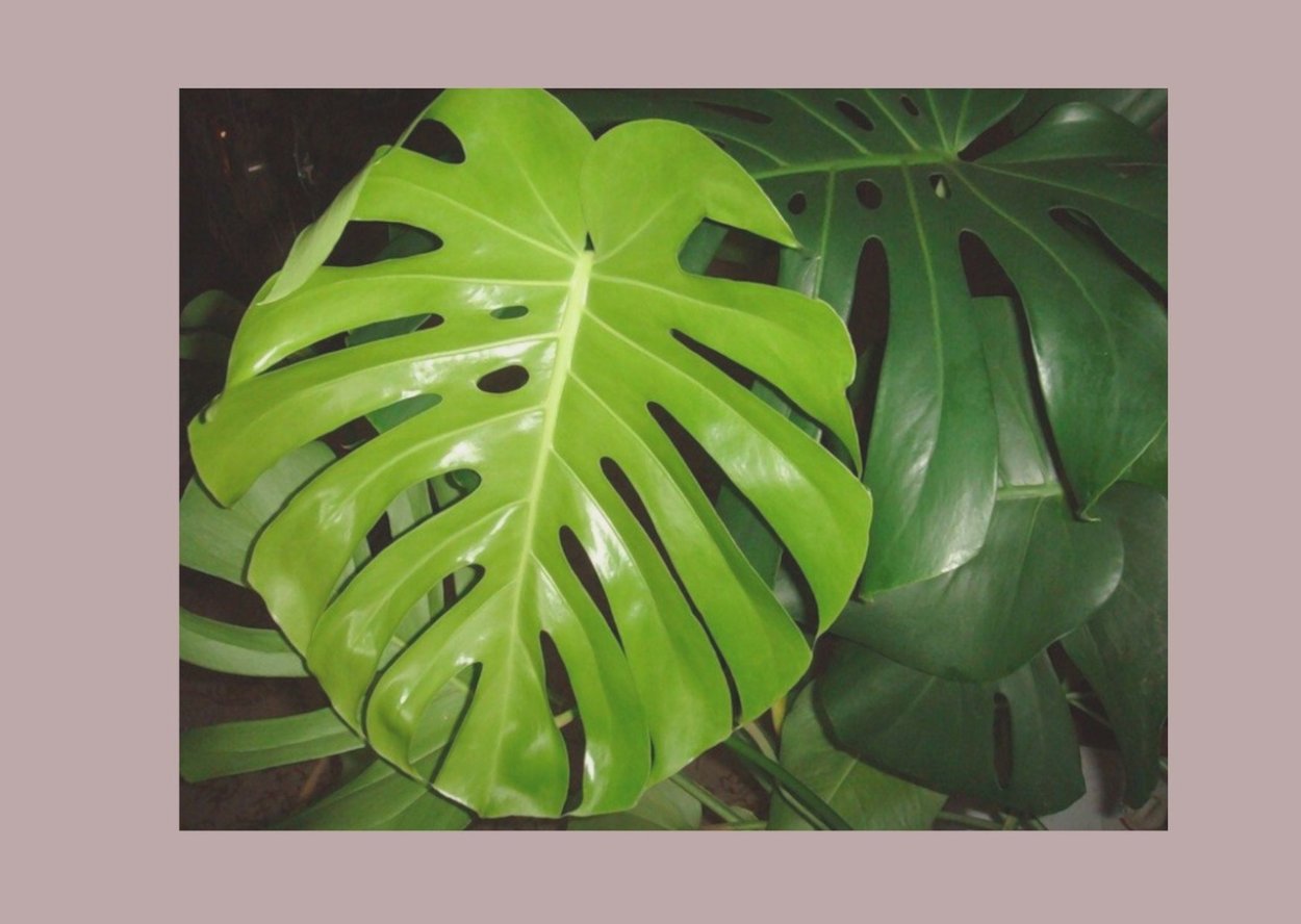 Монстера Элеганс цветок
