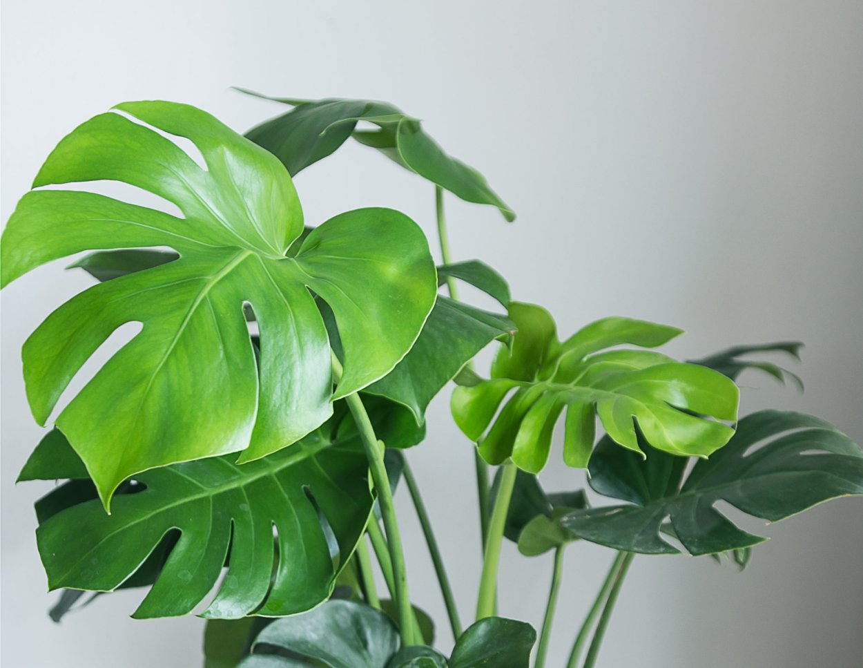 Монстера Делициоза (Monstera deliciosa)