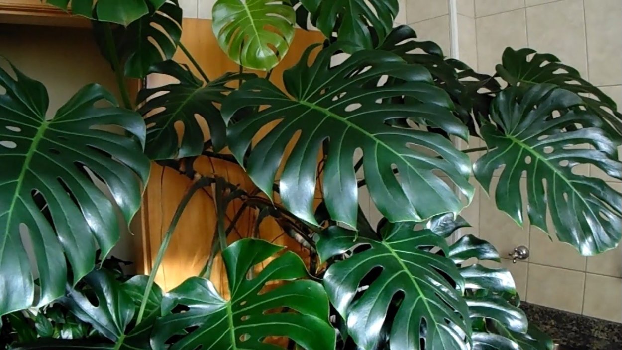 Филодендрон монстера