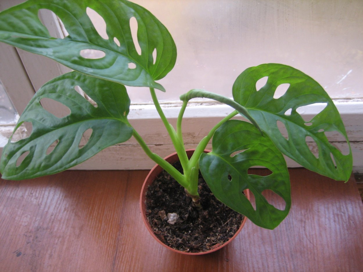 Монстера неравнобокая