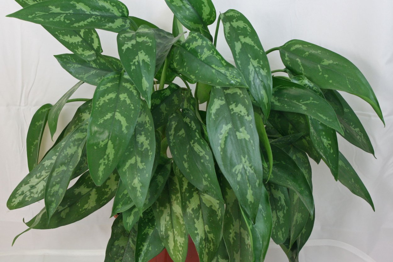 Aglaonema commutatum