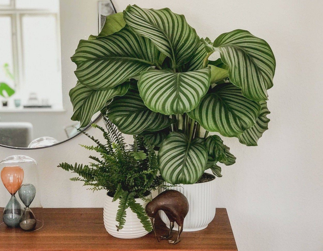 Калатея орбифолия