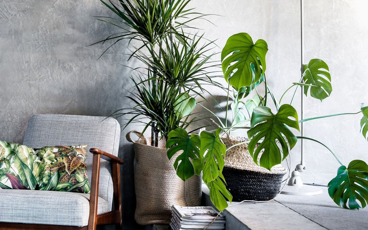 Теневыносливые растения в кафе