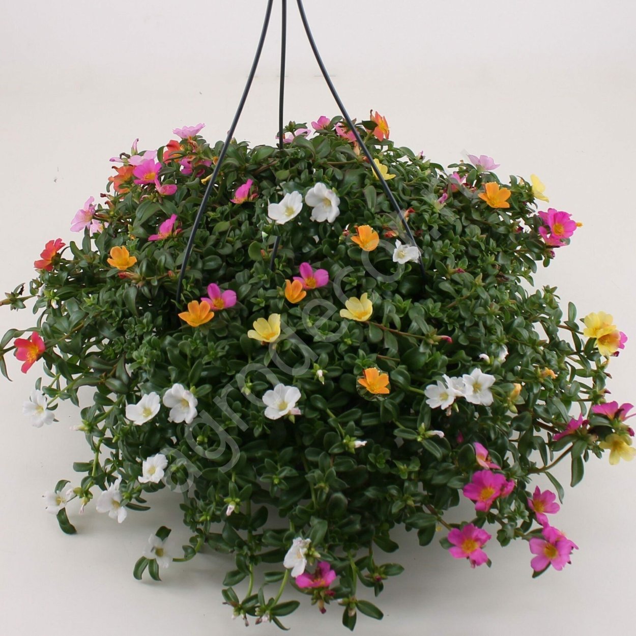 Бакопа ампельная