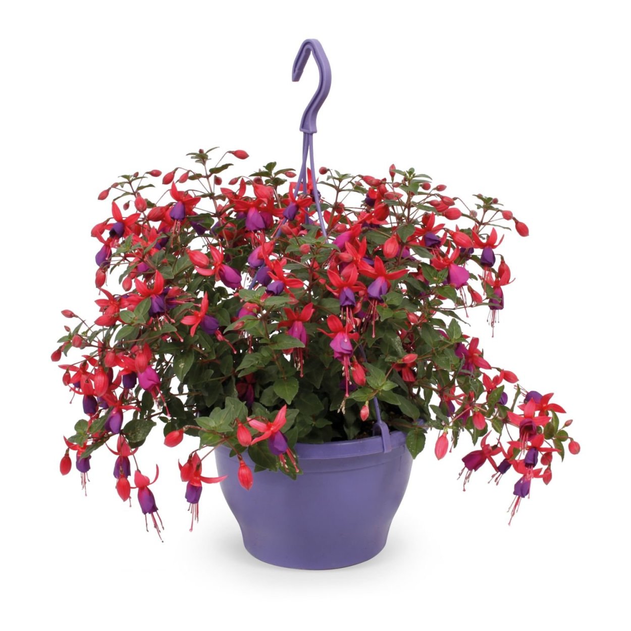 Фуксия гибридная ампельная