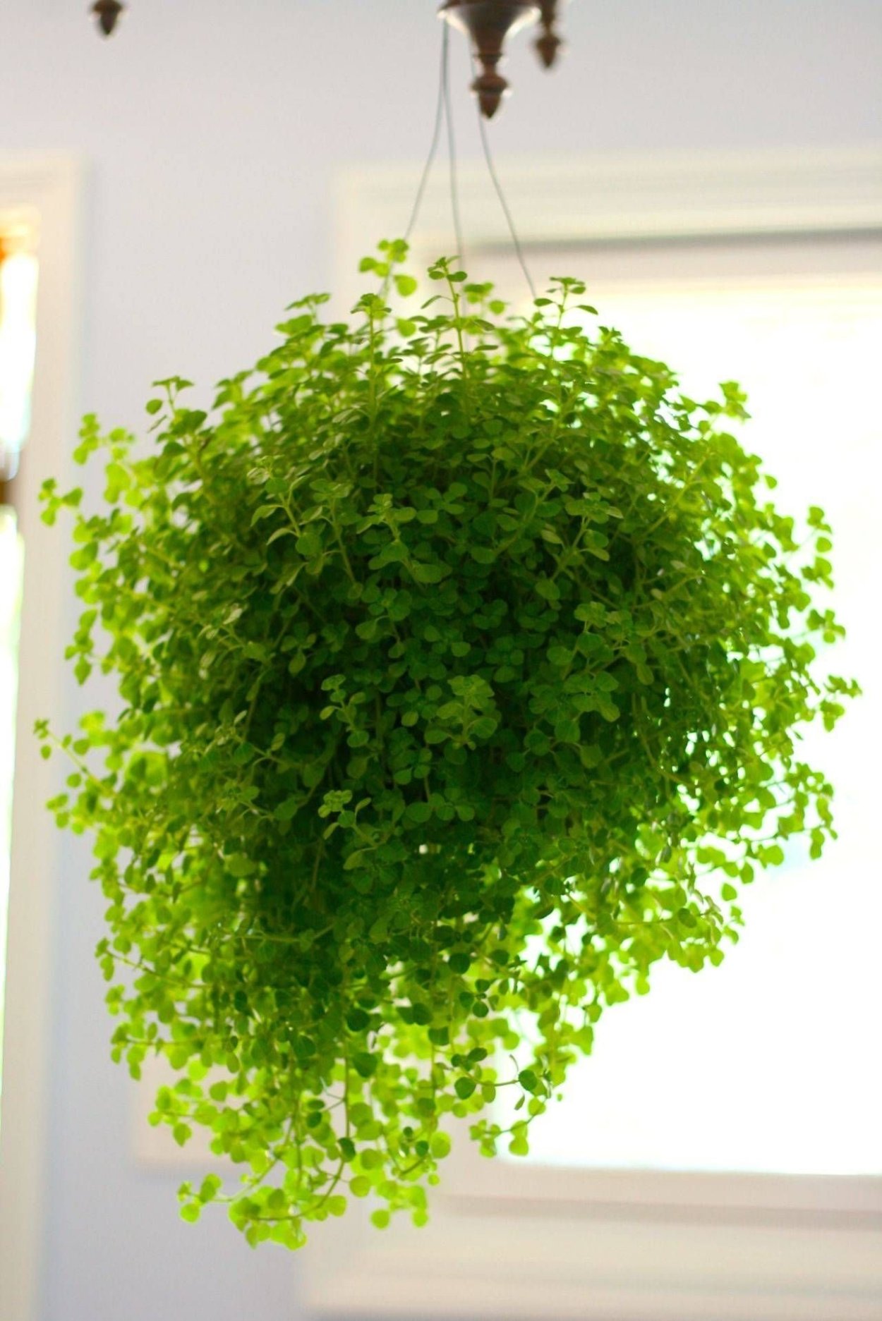 Ампельные комнатные растения