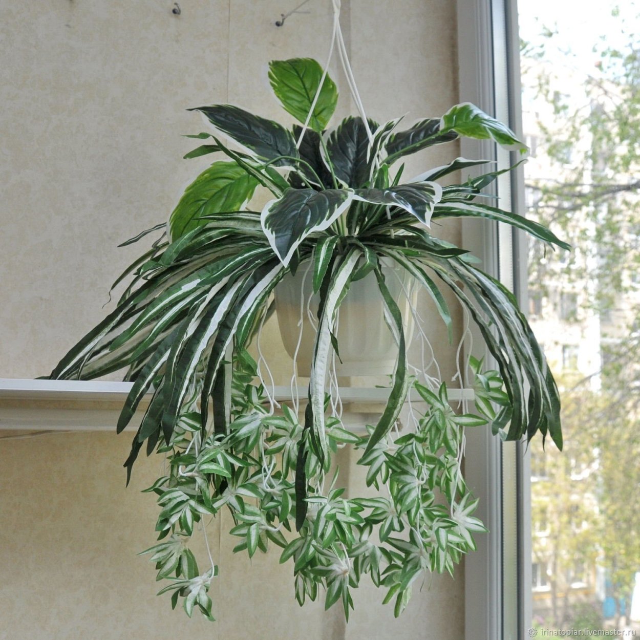 Калерия ампельная