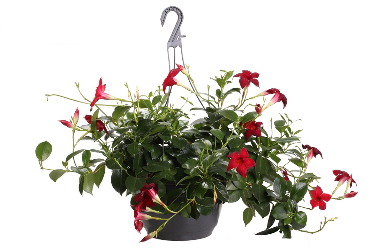 Дипладения ампельная