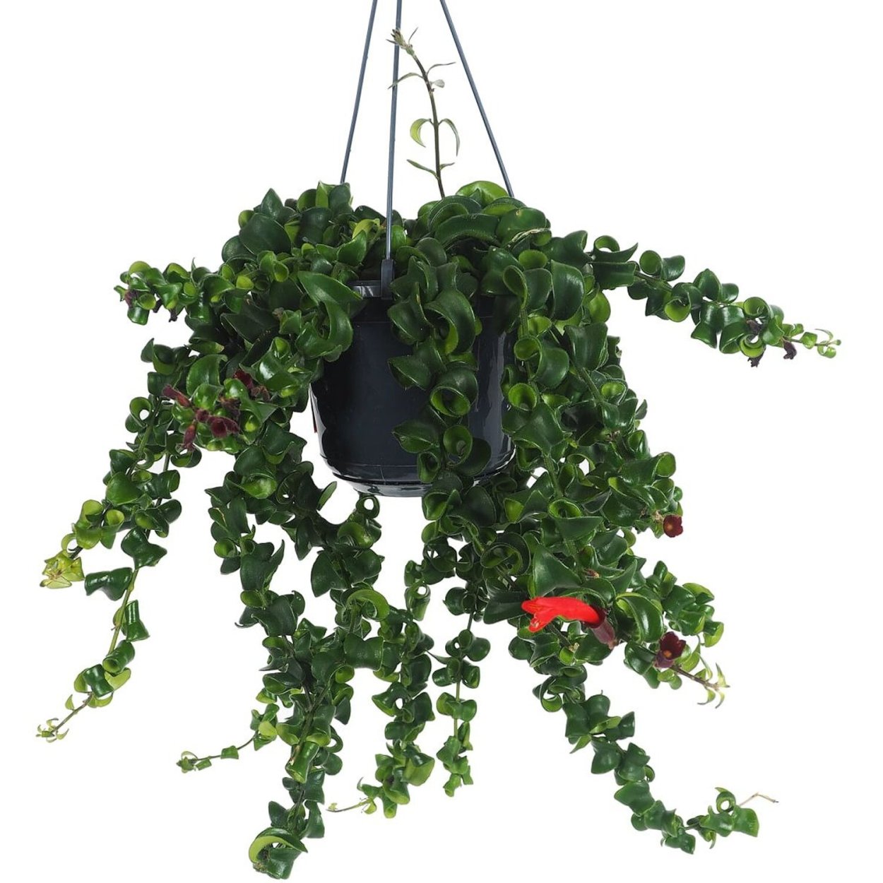 Эсхинантус Яфролепис