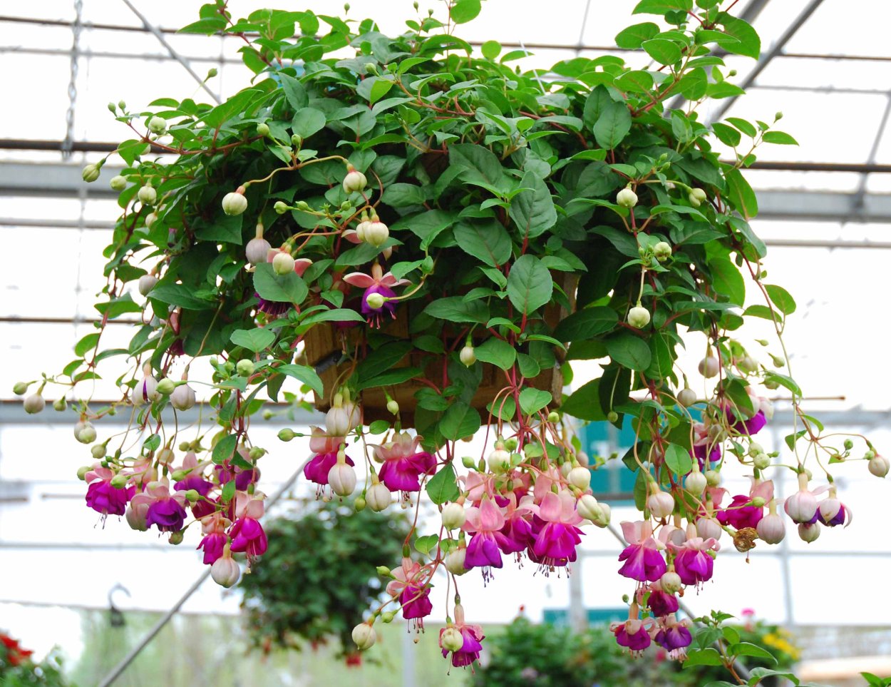 Фуксия ампельная