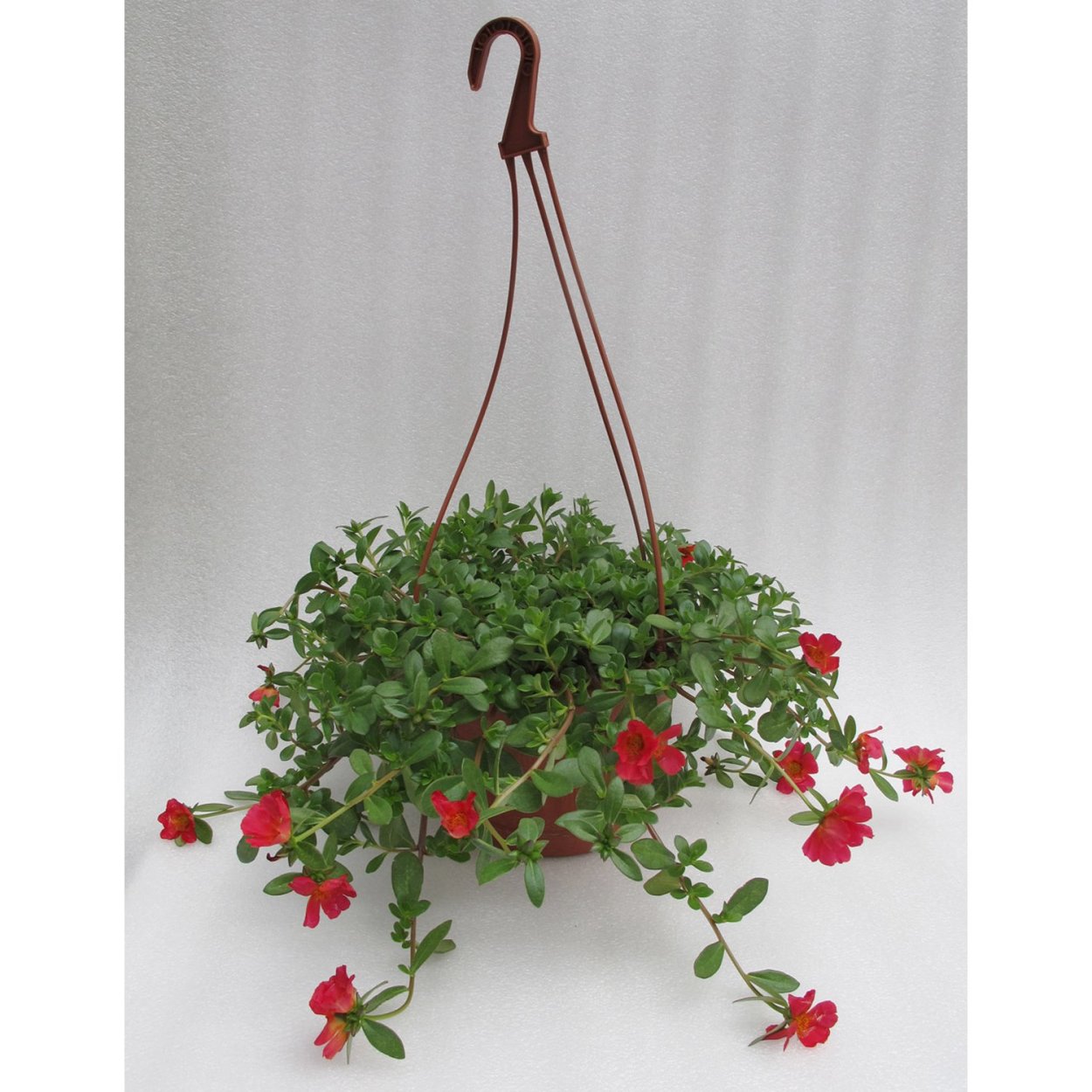 Портулак ампельный