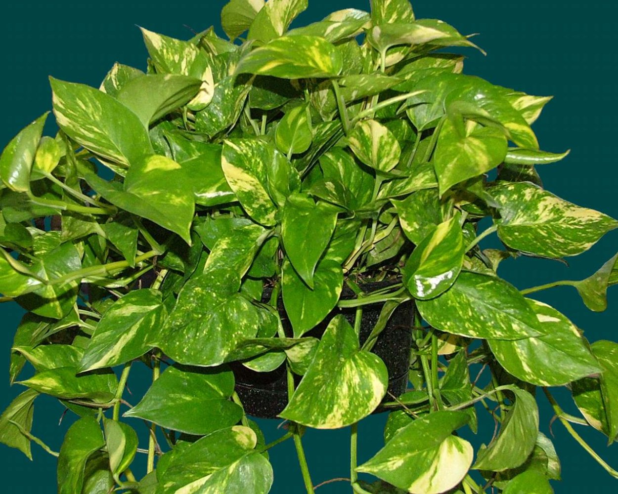 Лиана Эпипремнум