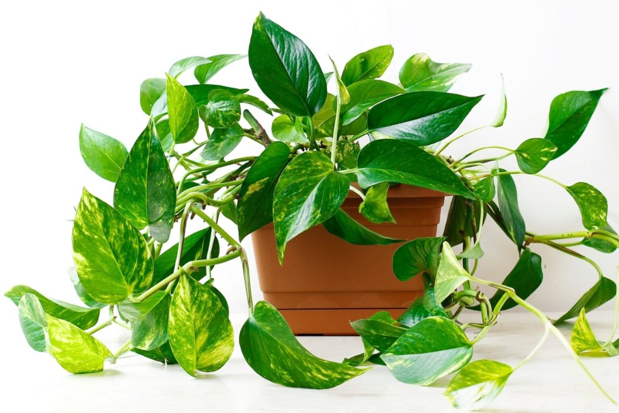 Эпипремнум Golden Pothos