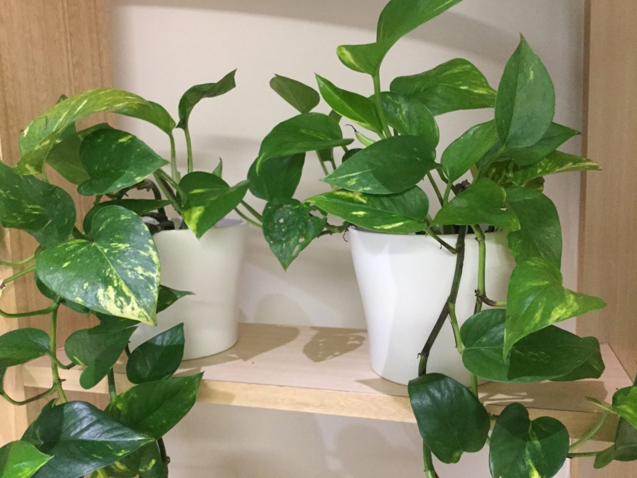 Лиана Эпипремнум