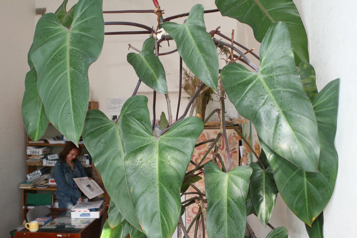 Монстера, сциндапсус, Филодендрон