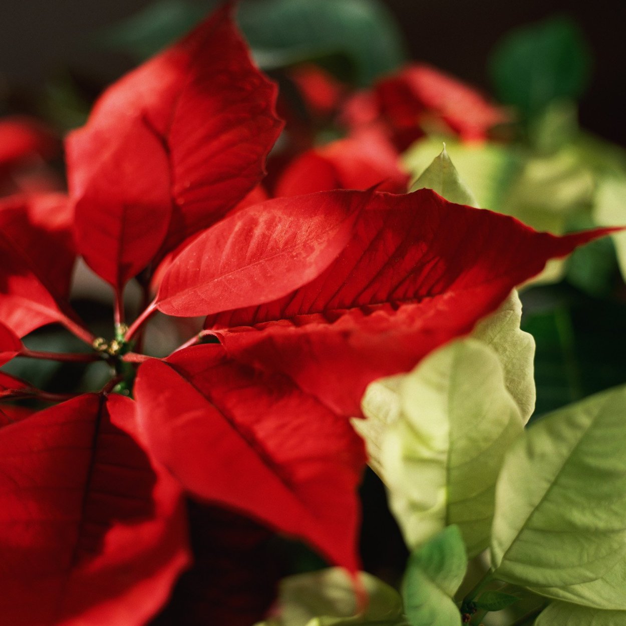 Молочай красивейший красный