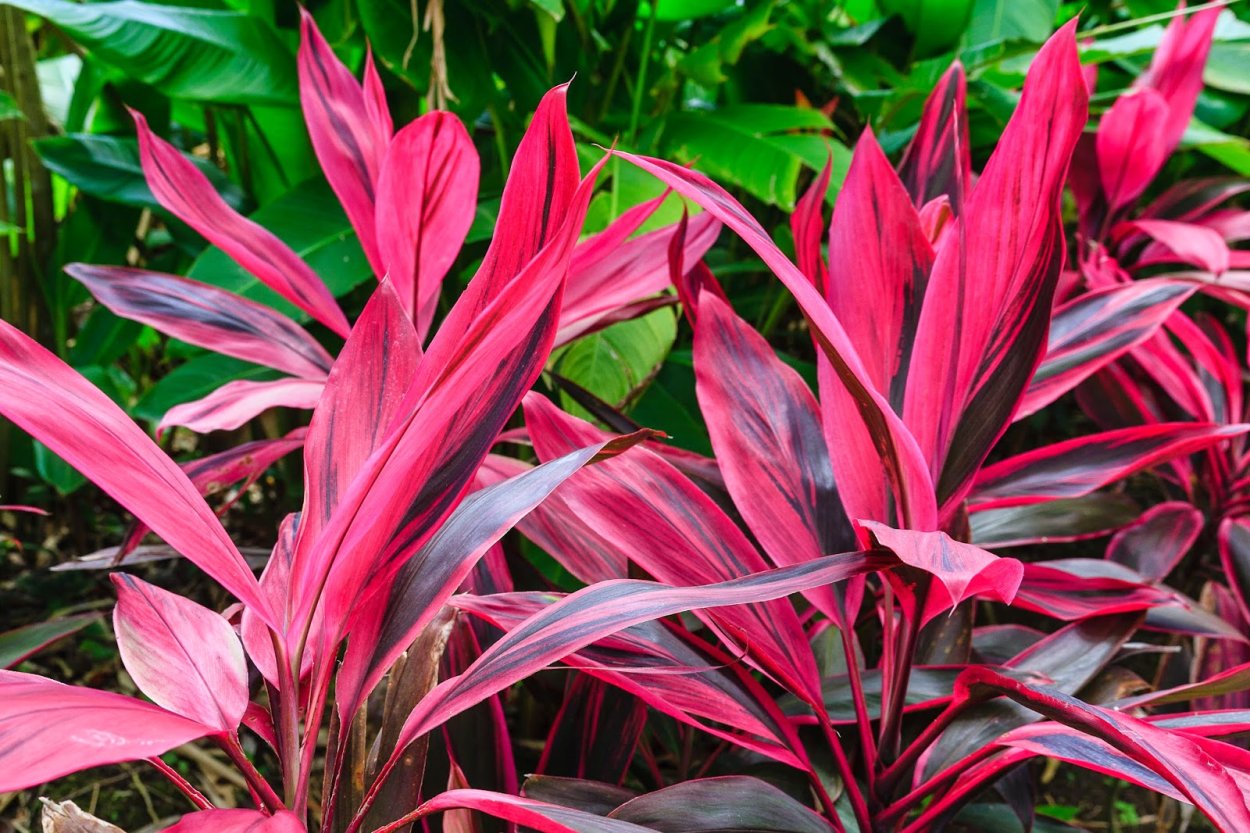 Кордилина красная Cordyline rubra