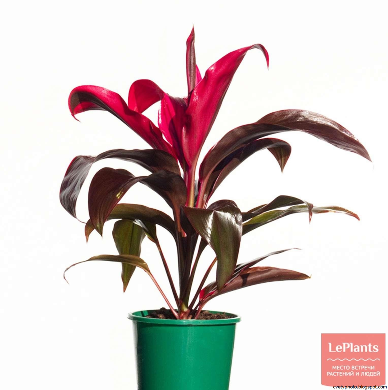 Кордилина фрутикоза