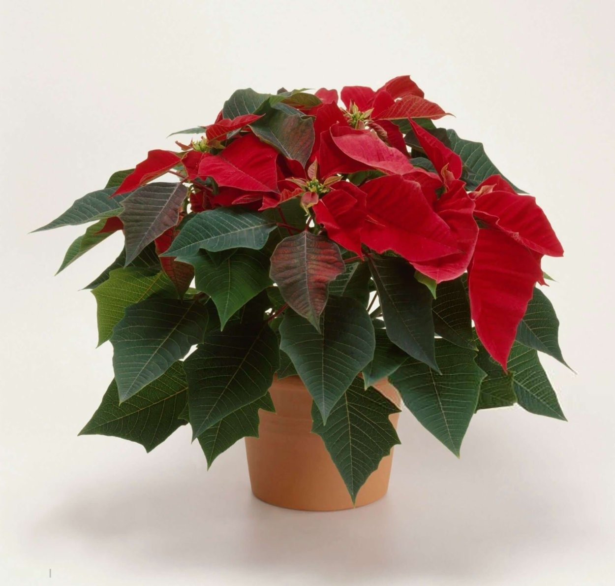 Молочай красивейший пуансеттия