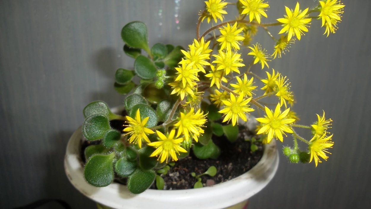 Дерево счастья аихризон