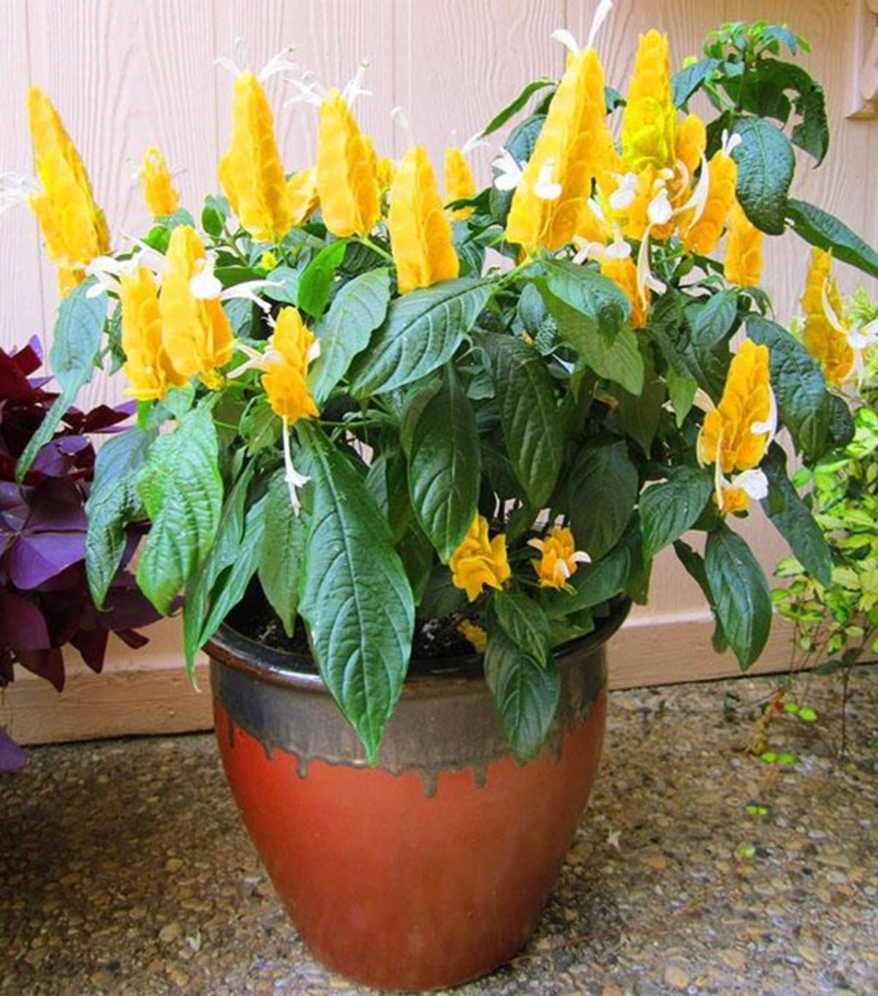 Цветок Пахистахис желтый